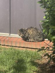 Found/Stray Unknown Cat last seen E Howell ave and Main line Bvld , Alexandria, VA 22301