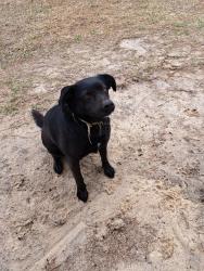 Reunited Female Dog last seen Pine Street, Pine Log Road, Gloverville, SC 29828