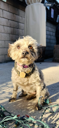 Lost Female Dog last seen 6th street /Grand, Corona, CA 92882