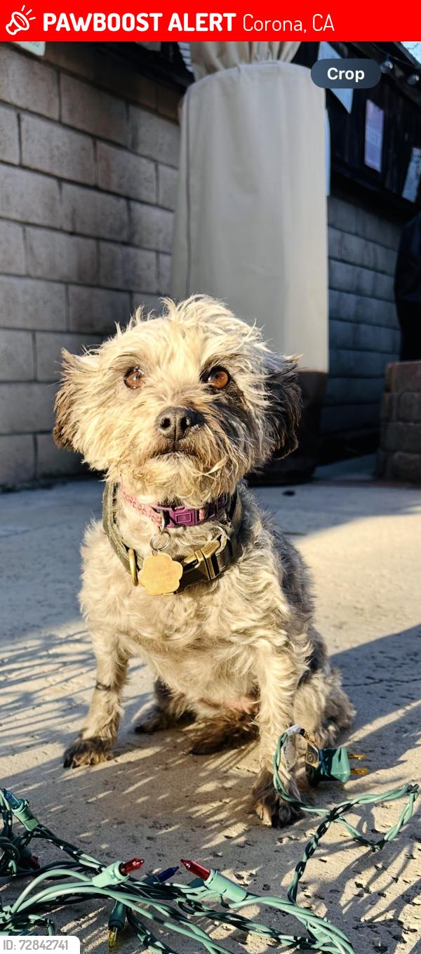Lost Female Dog last seen 6th street /Grand, Corona, CA 92882