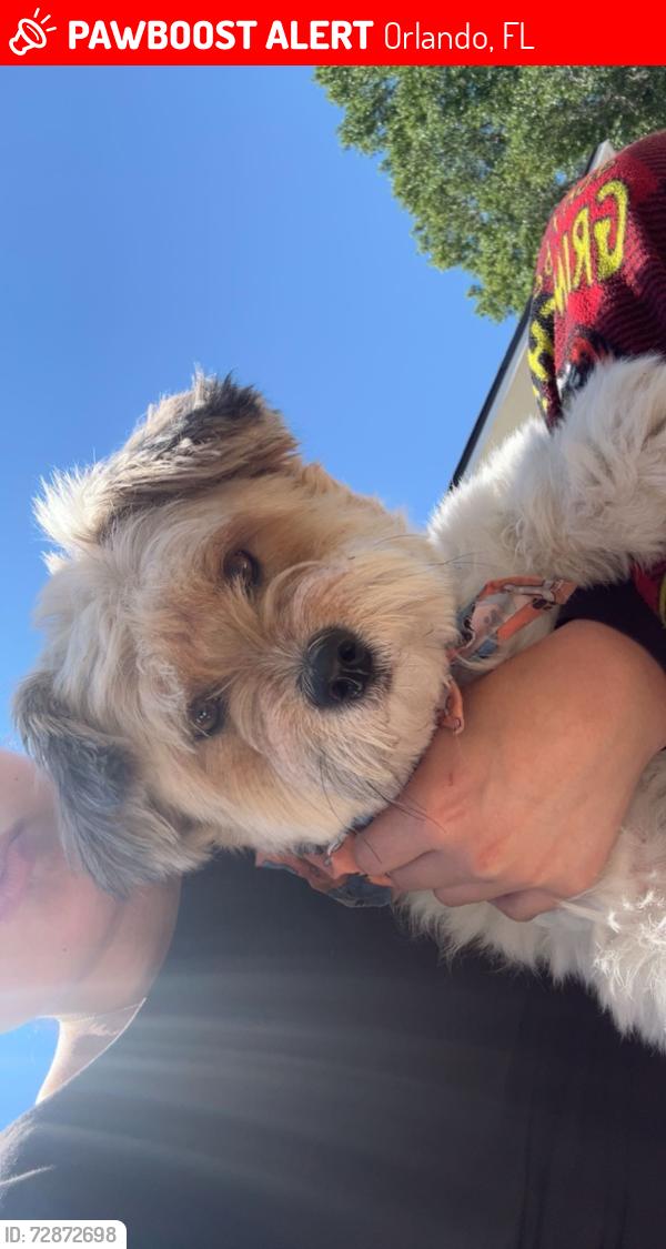 Lost Male Dog last seen Near my hse on Hiawassee, Orlando, FL 32835