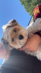 Lost Male Dog last seen Near my hse on Hiawassee, Orlando, FL 32835