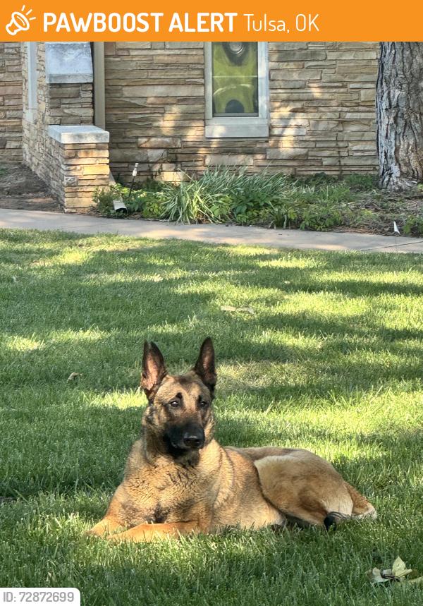 Found/Stray Female Dog last seen Tulsa Bible Church, Tulsa, OK 74145