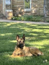 Found/Stray Female Dog last seen Tulsa Bible Church, Tulsa, OK 74145