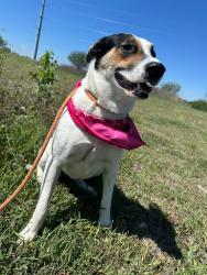 Shelter Stray Female Dog last seen Bexar County, New Braunfels, TX 78130