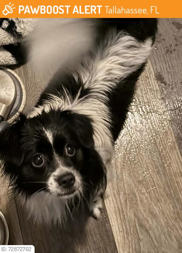 Found/Stray Unknown Dog last seen Near tower road, Tallahassee, FL 32303