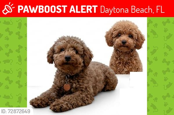 Lost Male Dog last seen Ridgewood Avenue (US-1), Daytona Beach, FL 32114