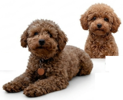 Lost Male Dog last seen Ridgewood Avenue (US-1), Daytona Beach, FL 32114