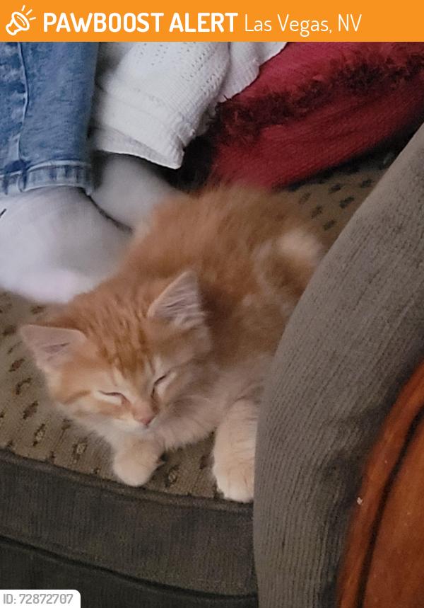 Found/Stray Male Cat last seen Evergreen & Upland, Las Vegas, NV 89107