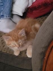 Found/Stray Male Cat last seen Evergreen & Upland, Las Vegas, NV 89107