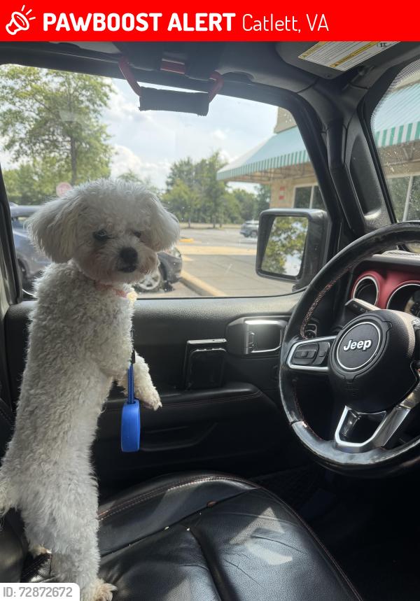 Lost Female Dog last seen Catlett , Catlett, VA 20119