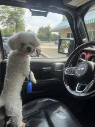Lost Female Dog last seen Catlett , Catlett, VA 20119