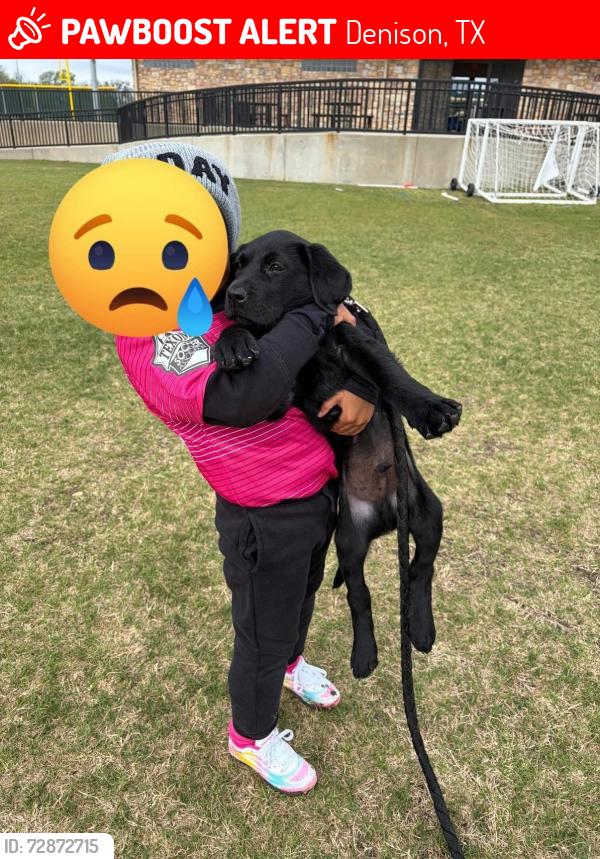 Lost Male Dog last seen East Denison, Denison, TX 75020