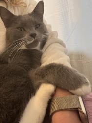 Lost Male Cat last seen Seward Park, Seattle, WA 98118