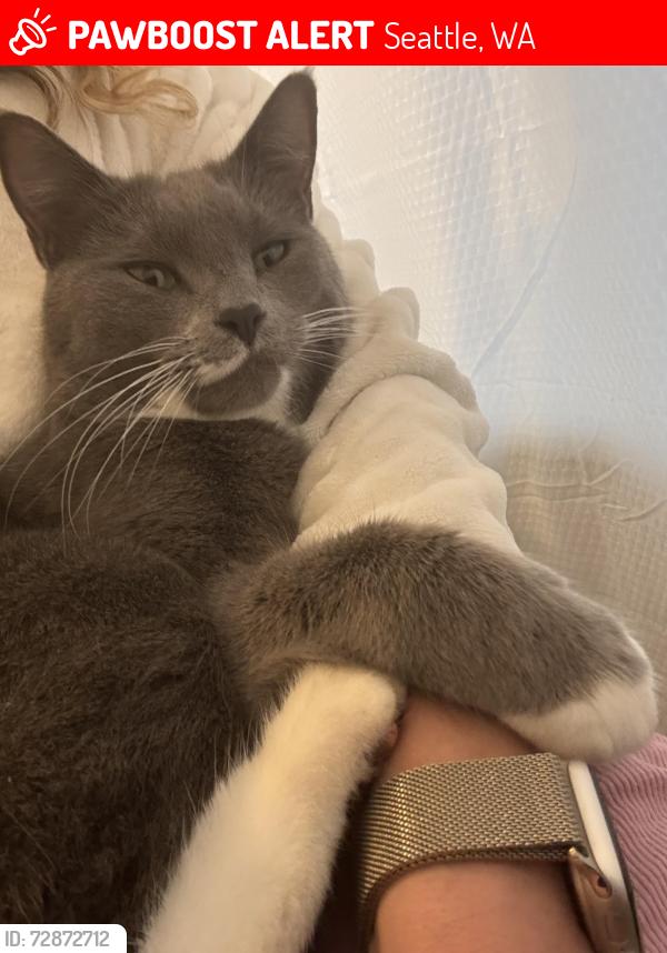 Lost Male Cat last seen Seward Park, Seattle, WA 98118