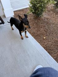 Found/Stray Female Dog last seen Lyric street and Hall Street , South Fulton, GA 30213