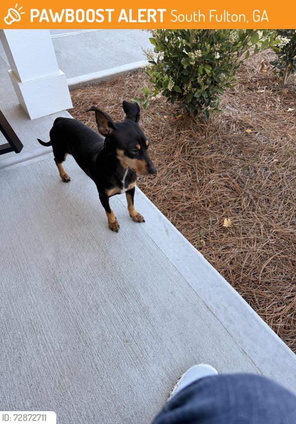 Found/Stray Female Dog last seen Lyric street and Hall Street , South Fulton, GA 30213