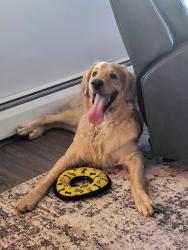 Found/Stray Male Dog last seen Lemoyne rd, Perrysburg, OH 43551