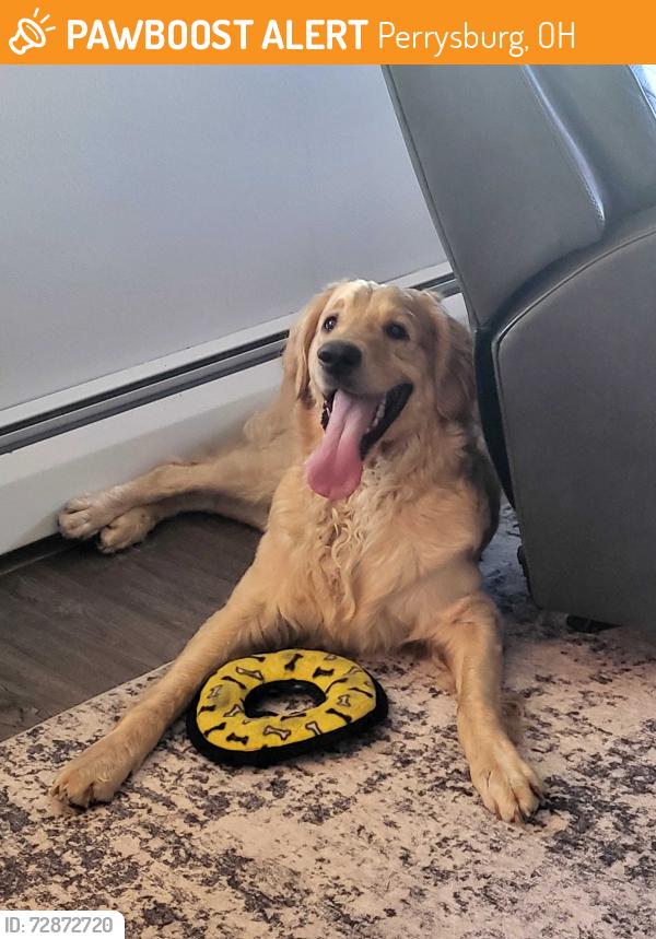 Found/Stray Male Dog last seen Lemoyne rd, Perrysburg, OH 43551
