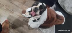 Lost Female Dog last seen Sydney , St. Louis, MO 63118