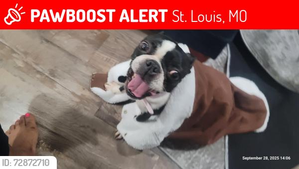 Lost Female Dog last seen Sydney , St. Louis, MO 63118