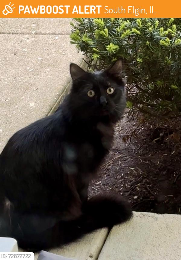 Found/Stray Unknown Cat last seen At my porch 5 Windsor Cir South Elgin, South Elgin, IL 60177