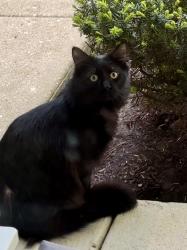 Found/Stray Unknown Cat last seen At my porch 5 Windsor Cir South Elgin, South Elgin, IL 60177