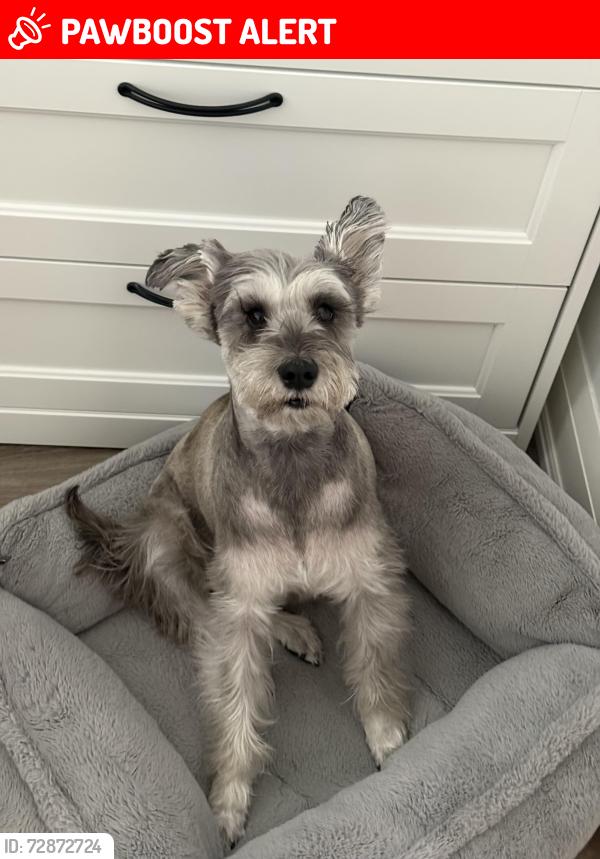 Lost Female Dog last seen 16th street and Bayview Richmond Hill, Richmond Hill, ON L4C 0P2