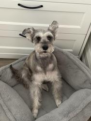 Lost Female Dog last seen 16th street and Bayview Richmond Hill, Richmond Hill, ON L4C 0P2