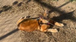 Lost Male Cat last seen Nw 2nd and Indiana , Oklahoma City, OK 73106