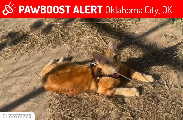 Lost Male Cat last seen Nw 2nd and Indiana , Oklahoma City, OK 73106