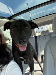 Found/Stray Male Dog last seen Old Monrovia Road NW. , Huntsville, AL 35806