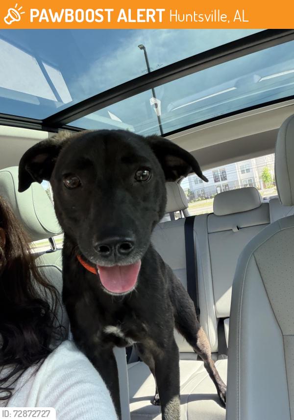 Found/Stray Male Dog last seen Old Monrovia Road NW. , Huntsville, AL 35806