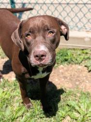 Shelter Stray Female Dog last seen ST CHARLES CO, St. Peters, MO 63376