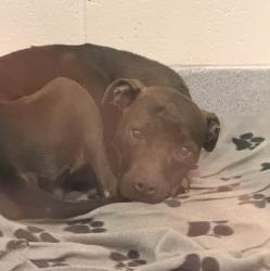 Shelter Stray Female Dog last seen Near , Indianapolis, IN 46221