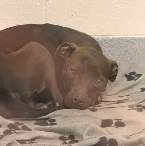 Shelter Stray Female Dog last seen Near , Indianapolis, IN 46221