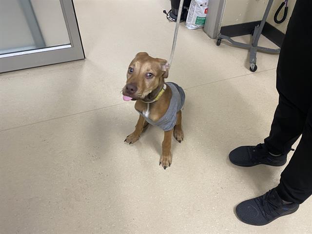 Shelter Stray Male Dog last seen Near BLOCK W BRADLEY RD, Milwaukee, WI 53215