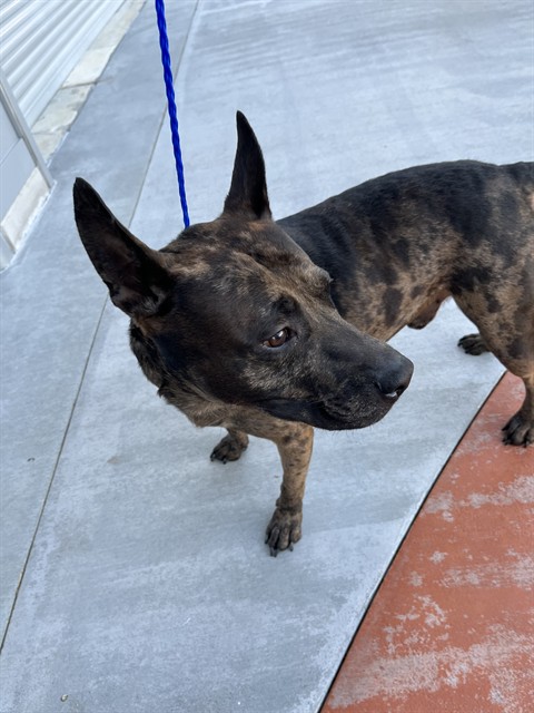 Shelter Stray Male Dog last seen Near BLOCK NW 21ST ST, Doral, FL 33122