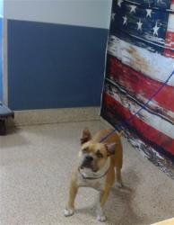 Shelter Stray Female Dog last seen Near BLOCK NW 98 ST, Doral, FL 33122