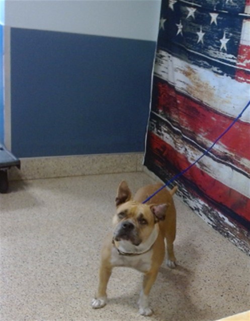 Shelter Stray Female Dog last seen Near BLOCK NW 98 ST, Doral, FL 33122