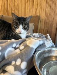 Reunited Male Cat last seen Sodom road near snarr northeast in Brewster , Brewster, NY 10509