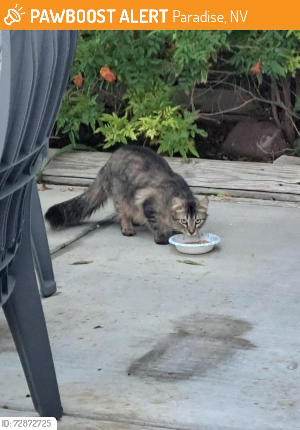 Found/Stray Unknown Cat last seen Warm Springs/Spencer , Paradise, NV 89119