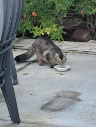 Found/Stray Unknown Cat last seen Warm Springs/Spencer , Paradise, NV 89119