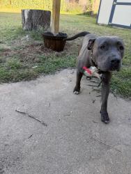 Found/Stray Female Dog last seen 10th and Douglas , Midwest City, OK 73110