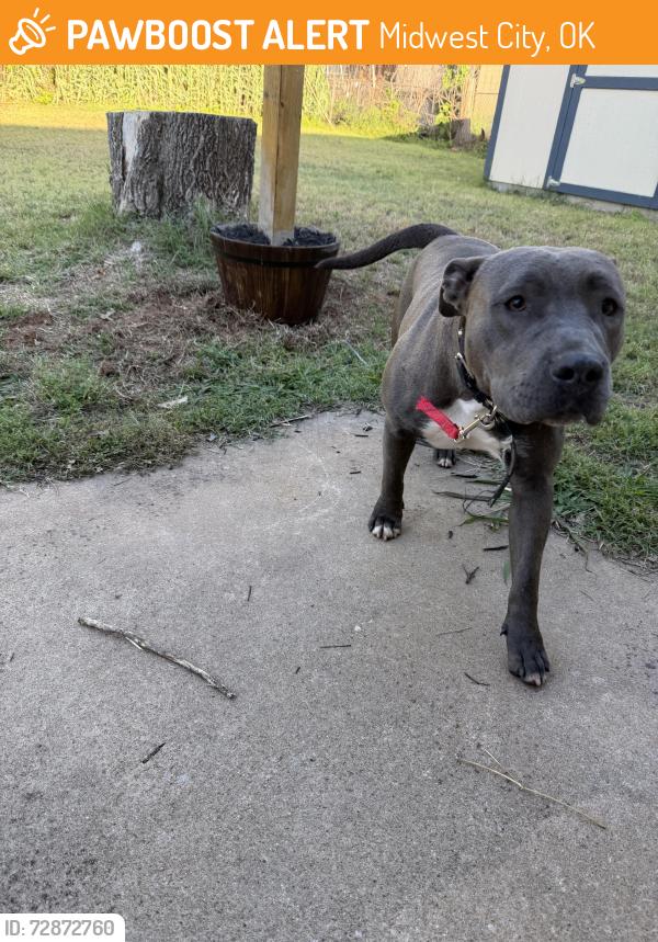 Found/Stray Female Dog last seen 10th and Douglas , Midwest City, OK 73110