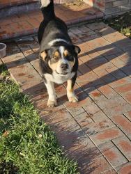 Reunited Male Dog last seen Rancho and 2nd st, Colton, CA 92324