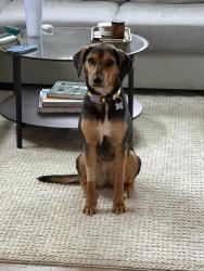 Lost Female Dog last seen 7th St NW & Rhode Island Ave, Washington, DC 20001