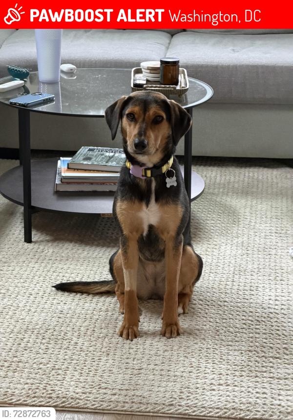 Lost Female Dog last seen 7th St NW & Rhode Island Ave, Washington, DC 20001