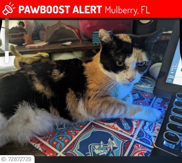 Lost Female Cat last seen Near NE 1st St, Mulberry, FL 33860, Mulberry, FL 33860