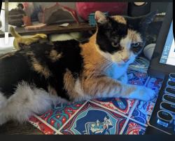 Lost Female Cat last seen Near NE 1st St, Mulberry, FL 33860, Mulberry, FL 33860